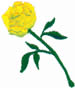 YELLOW ROSE embroidery design