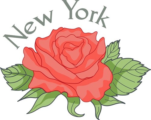 NEW YORK STATE FLOWER Vector Illustration AnnTheGran