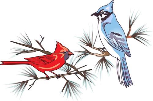 Blue Jay Cardinal Stock Illustrations – 104 Blue Jay Cardinal