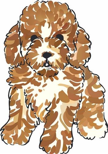 TOY POODLE Vector Illustration