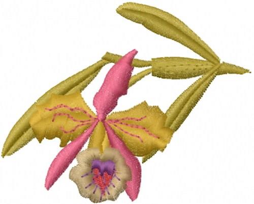 Cattleya Flowers Art Studio | Best Flower Site